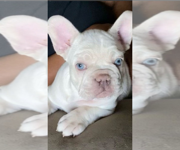 Medium Photo #1 French Bulldog Puppy For Sale in PORT SAINT LUCIE, FL, USA