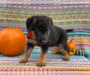 German Shepherd Dog Puppy for sale in LANCASTER, PA, USA