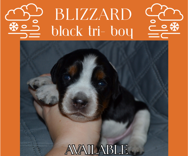 Medium Photo #41 English Springer Spaniel Puppy For Sale in LITCHFIELD, MN, USA