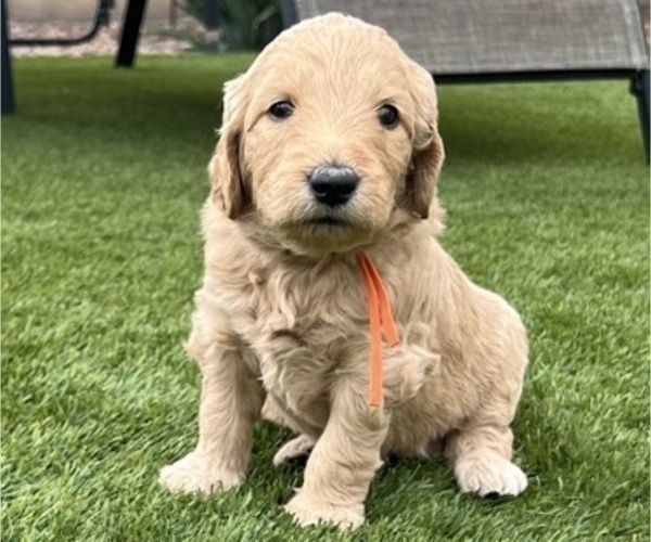 Medium Photo #89 Goldendoodle Puppy For Sale in PHOENIX, AZ, USA