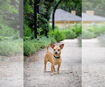Small #6 Chihuahua