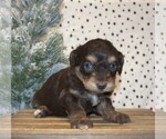 Small Photo #13 Aussiedoodle Miniature  Puppy For Sale in NEWBERRY, IN, USA