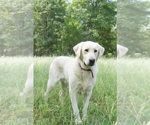 Father of the Labrador Retriever puppies born on 03/10/2024