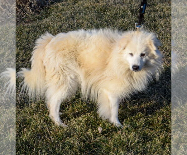 Medium Photo #2 Pomeranian-pomeranian spitz Mix Puppy For Sale in Huntley, IL, USA