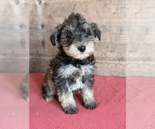 Medium Photo #8 Schnauzer (Miniature) Puppy For Sale in VERMONTVILLE, MI, USA