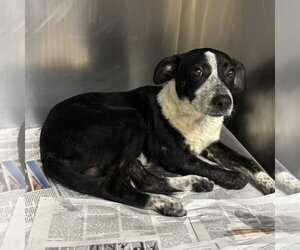 Bruce GCH - Male Mutt Dog for Adoption - Photo #2