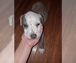 Small Photo #9 American Pit Bull Terrier Puppy For Sale in RIDGE MANOR, FL, USA
