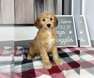 Goldendoodle (Miniature) Puppy for sale in FRANKLIN, IN, USA