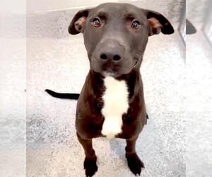 Shepradors Dogs for adoption in Houston, TX, USA