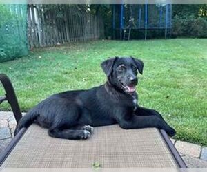 Labrador Retriever-Unknown Mix Dogs for adoption in pomfret, CT, USA