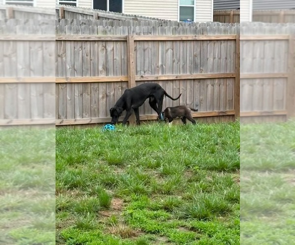 Medium Photo #2 Great Dane Puppy For Sale in Bullard, TX, USA