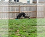 Small #1 Great Dane