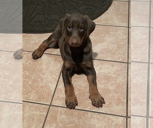 Doberman Pinscher Puppy for sale in DACONO, CO, USA