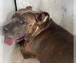 FRANCESCA - Female American Bulldog-Unknown Mix Dog for Adoption - Small photo