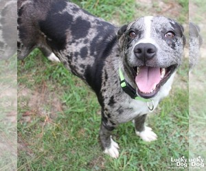 Australian Shepherd-Catahoula Leopard Dog Mix Dogs for adoption in Washington, DC, USA