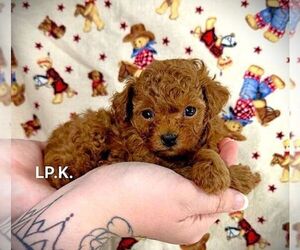 Poodle (Toy) Puppy for sale in WINNSBORO, LA, USA