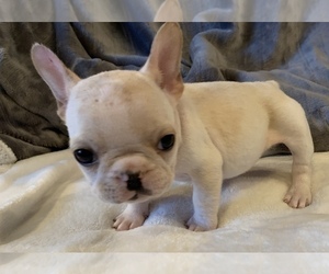 French Bulldog Puppy for sale in JOHNS ISLAND, SC, USA