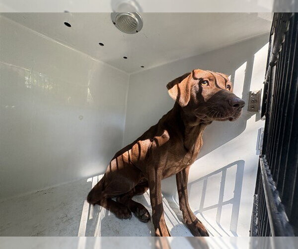 Medium Photo #1 Labrador Retriever Puppy For Sale in Augusta, GA, USA