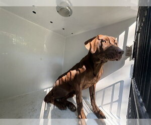 Labrador Retriever Dogs for adoption in Augusta, GA, USA