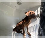 MARIE - Female Labrador Retriever Dog for Adoption - Small photo