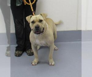 American Bulldog Dogs for adoption in Louisville, KY, USA