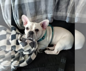 Mother of the French Bulldog puppies born on 04/09/2025
