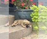 Puppy Bright green Cane Corso