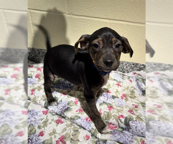 Medium Photo #1 Shepradors Puppy For Sale in Brewster, MA, USA