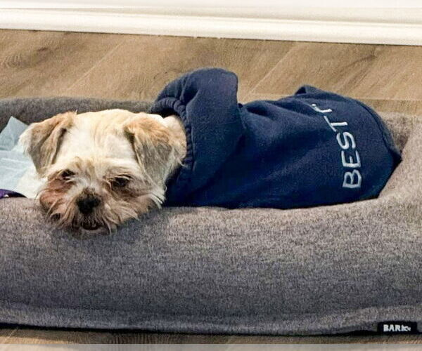 Medium Photo #2 Maltese-Unknown Mix Puppy For Sale in Corona, CA, USA