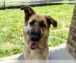 German Shepherd Dog Dogs for adoption in Pueblo, CO, USA