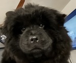 Small Photo #7 Chow Chow Puppy For Sale in LOS ANGELES, CA, USA