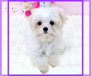 Maltipoo Puppy for sale in TAYLOR, TX, USA