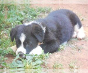 Labradoodle-Unknown Mix Puppy for sale in GILKEY, NC, USA