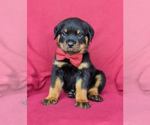 Rottweiler Puppy for sale in GLEN ROCK, PA, USA