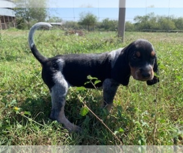 Medium Photo #3 Bluetick Coonhound Puppy For Sale in BEEVILLE, TX, USA