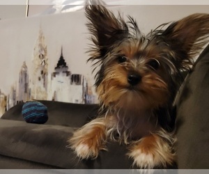 Medium Yorkshire Terrier