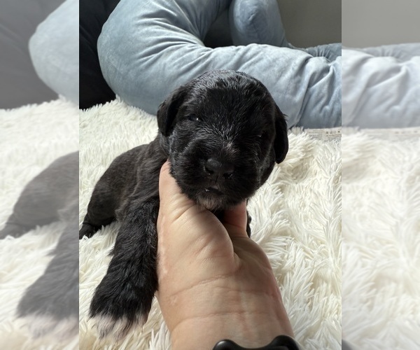 Medium Photo #81 Bernedoodle Puppy For Sale in BELMONT, NC, USA