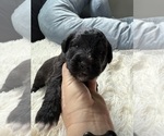 Small #80 Bernedoodle