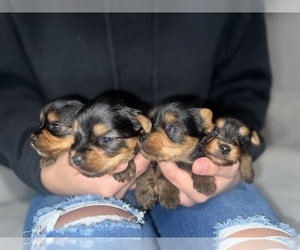 Yorkshire Terrier Puppy for sale in MEDFORD, OR, USA