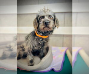 Poodle (Standard) Mix Dog for Adoption in Pacolet, South Carolina USA