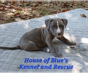 American Pit Bull Terrier Puppy for sale in DELAWARE, OH, USA