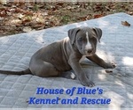 Image preview for Ad Listing. Nickname: Blue Male