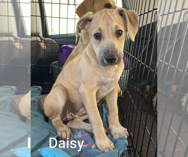 Medium Photo #4 Black Mouth Cur-Labrador Retriever Mix Puppy For Sale in Des Moines, IA, USA