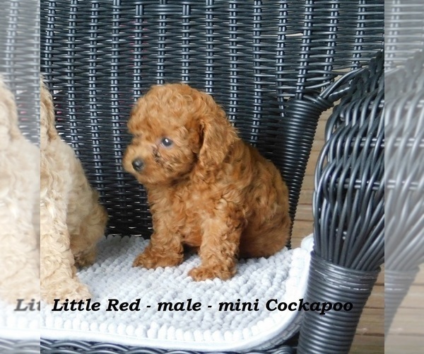 Medium Photo #5 Cock-A-Poo Puppy For Sale in CLARKRANGE, TN, USA