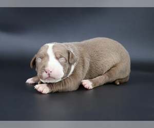 American Bully Puppy for sale in CHAMPAIGN, IL, USA