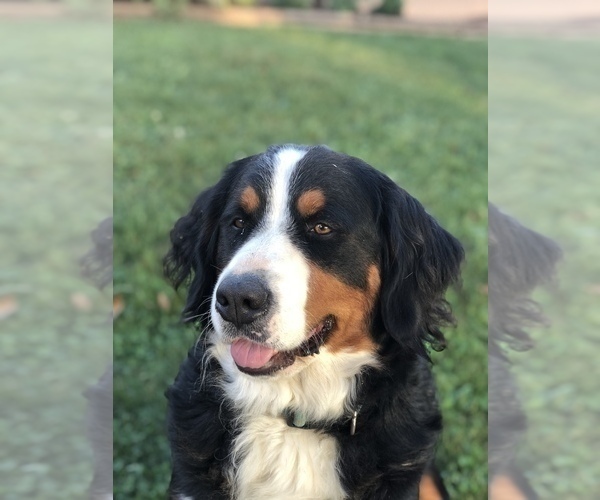 Medium Photo #1 Bernese Mountain Dog Puppy For Sale in WILLARD, OH, USA