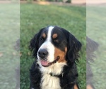 Small Photo #1 Bernese Mountain Dog Puppy For Sale in WILLARD, OH, USA