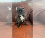 Puppy 4 French Bulldog