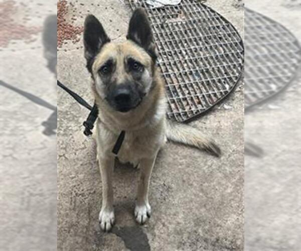 Medium Photo #2 German Shepherd Dog Puppy For Sale in San Antonio, TX, USA