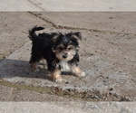 Puppy Keegan Yorkshire Terrier-Zuchon Mix